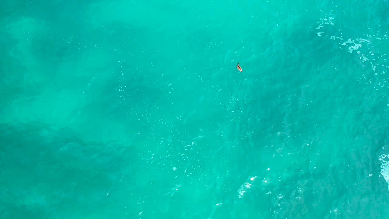 Bright blue-green water with a small orange-and-white subject near the top.