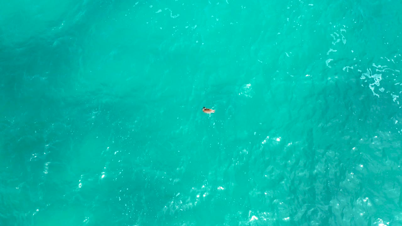 Overhead view of turquoise ocean water at Secrets Marquis Los Cabos in Mexico, with a small animal near the left side of the frame and no visible people.