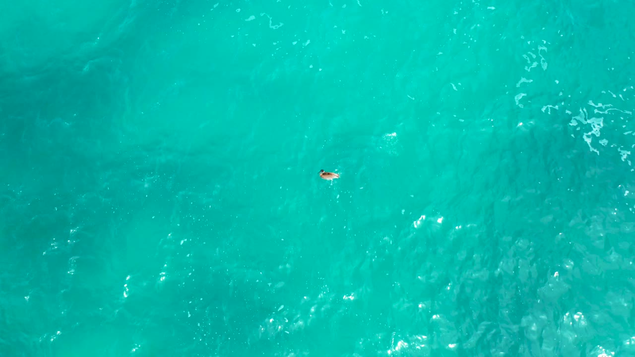 A small animal appears left of center in an overhead ocean view, surrounded by turquoise water, faint darker underwater areas, and no visible people.