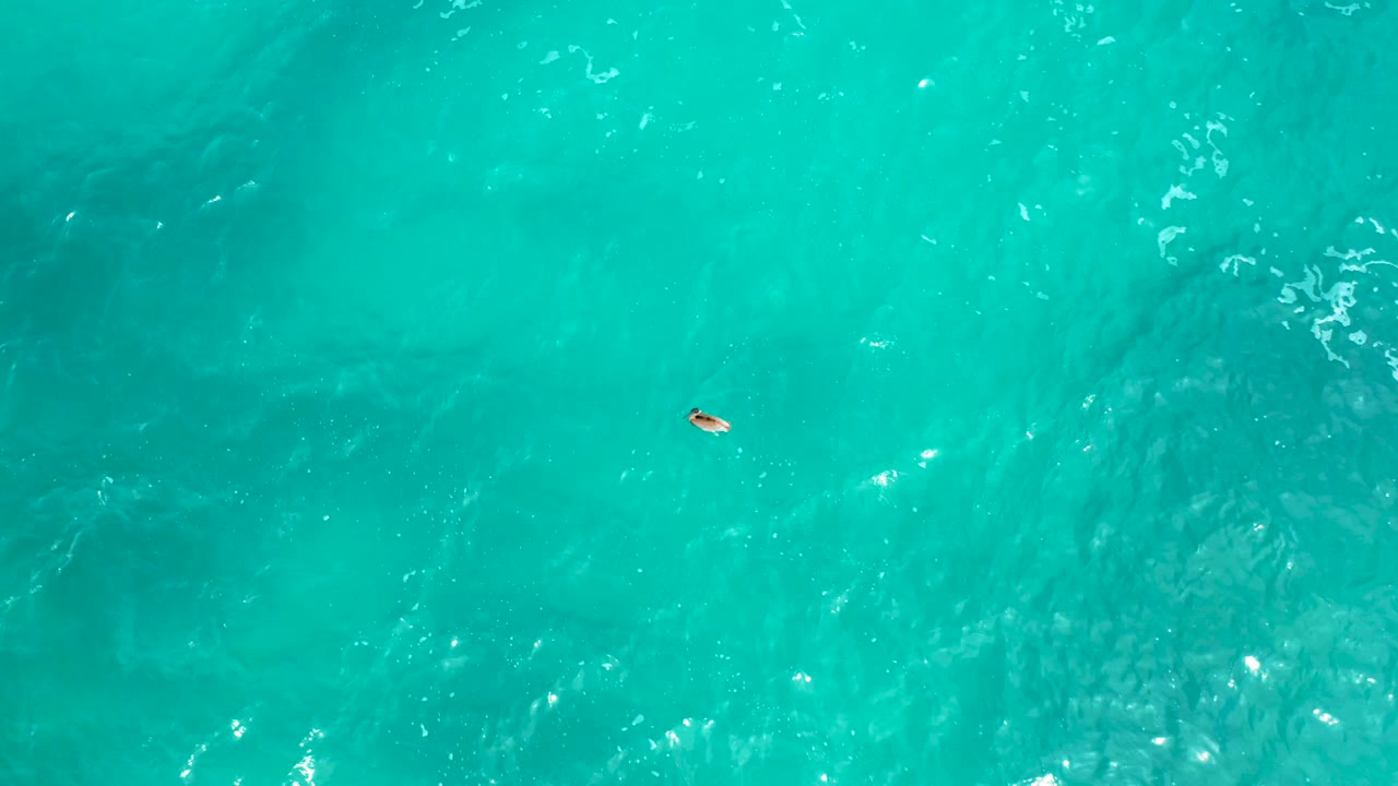 The small animal sits in the upper left area of the overhead frame, with bright turquoise water and soft ripples filling the view at Secrets Marquis Los Cabos.