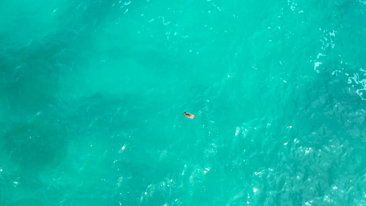 Overhead turquoise ocean water fills the frame as the small animal appears toward the left side, with brighter ripples nearby and no visible people.