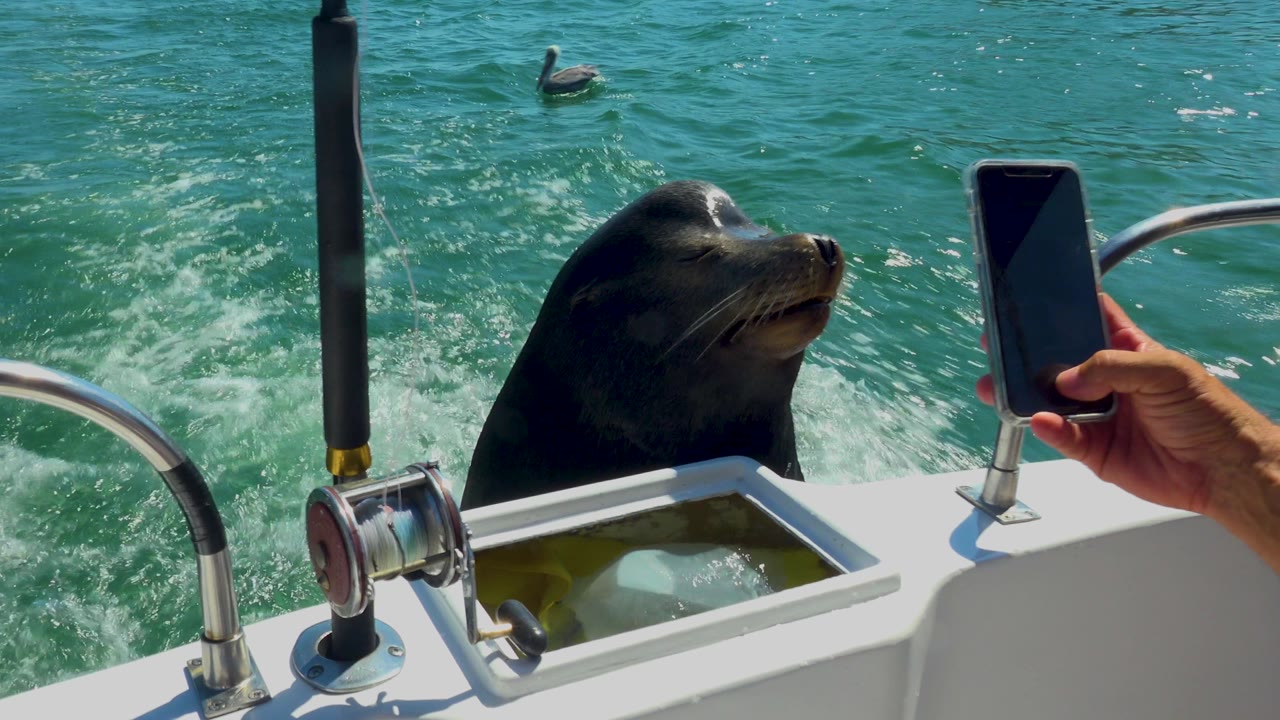 A dark sea creature surfaces beside a white boat rail in Cabo San Lucas, Mexico, with a fishing rod holder in the foreground and turquoise wake behind it.