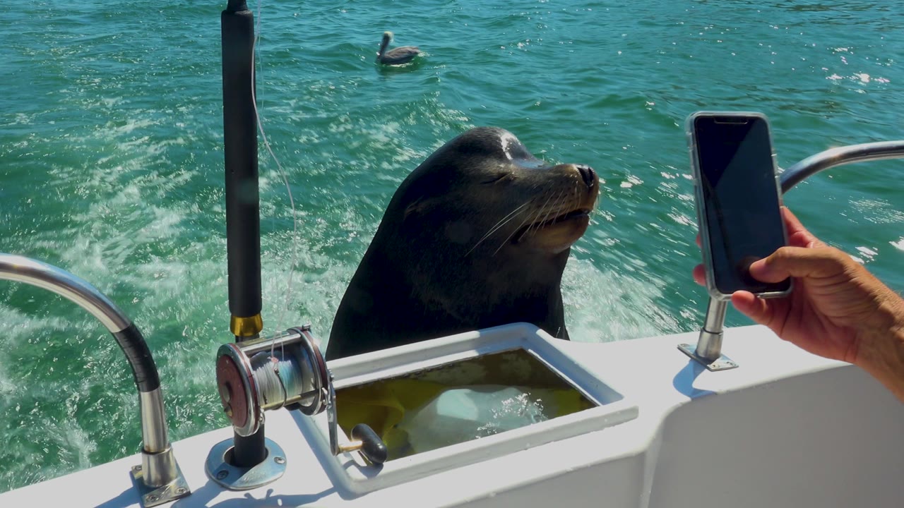 Sea creature at the boat rail while a hand records with a phone.