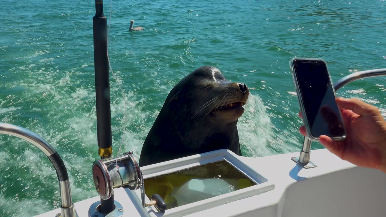 The animal remains at the rail in Cabo San Lucas, Mexico, with the phone closer to the right edge, the rod holder centered, and rippled green-blue water behind.