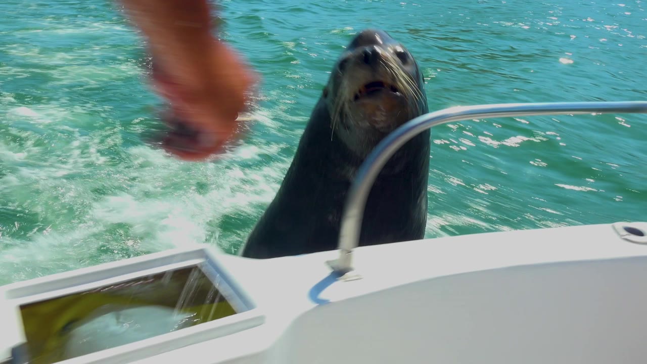 A sea lion rises from turquoise water beside a white boat rail, with a partial human arm blurred at the top of the frame in Cabo San Lucas, Mexico.