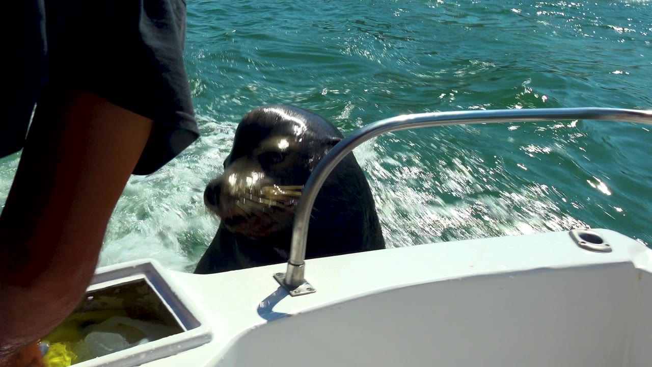 At 0:00 in Cabo San Lucas, Mexico, a dark seal or sea lion surfaces beside a white boat edge and metal rail while partial adult legs appear at the left edge.