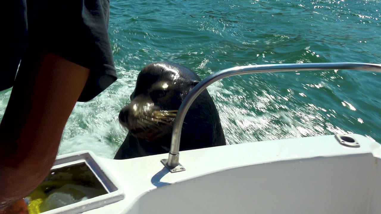 Seal or sea lion near a curved boat rail with choppy turquoise water behind.