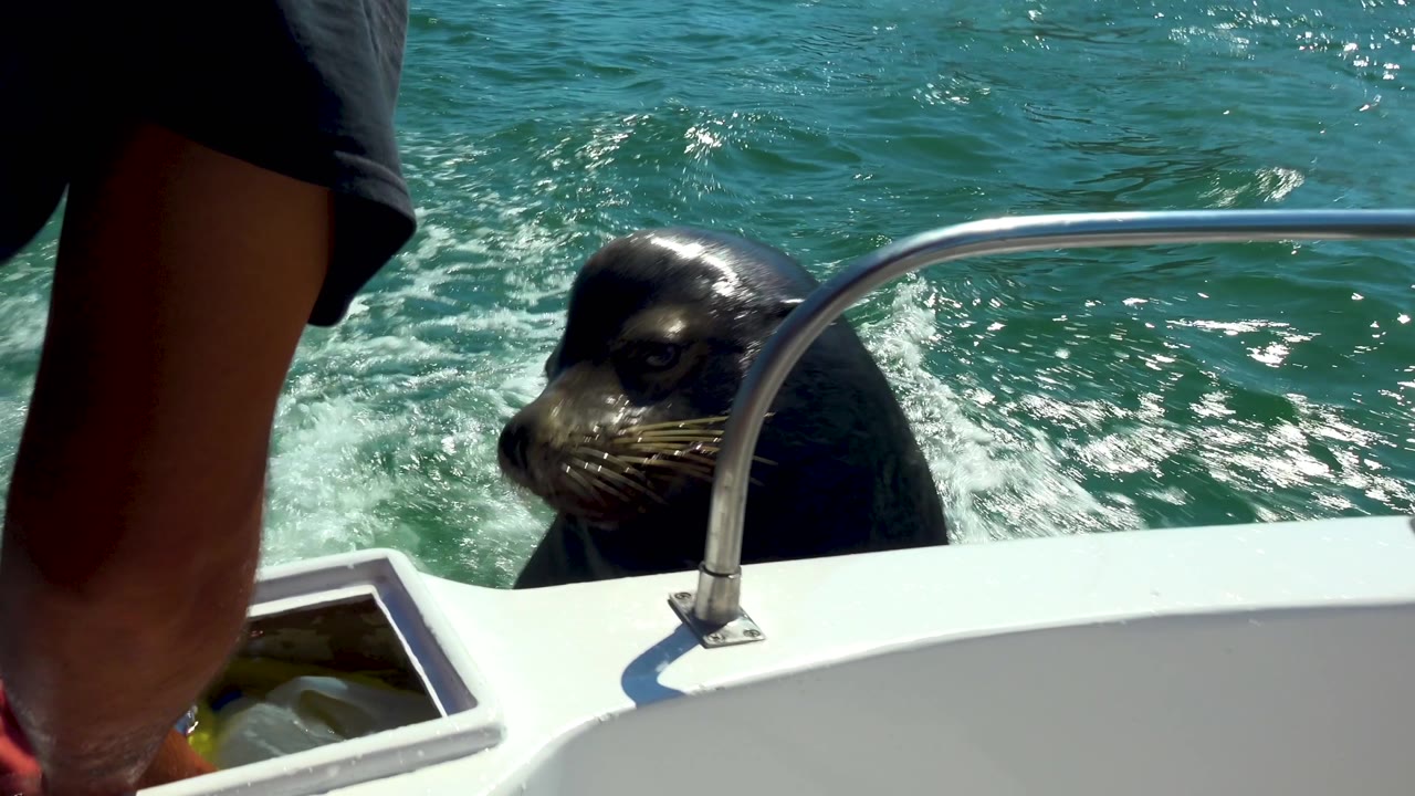 At 0:02 in Cabo San Lucas, Mexico, the animal's head is clearer above the waterline beside the white boat, with bright foam and a curved rail crossing the foreground.
