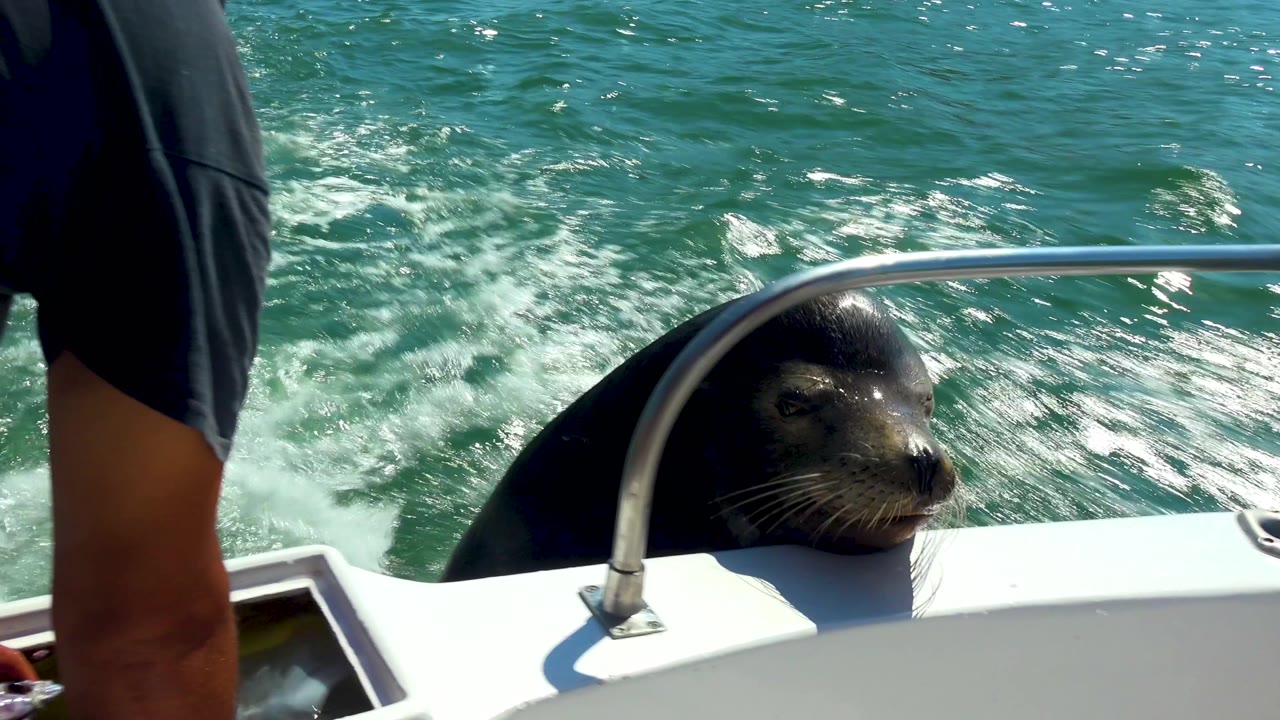 Seal looking over a white boat edge near a metal rail.