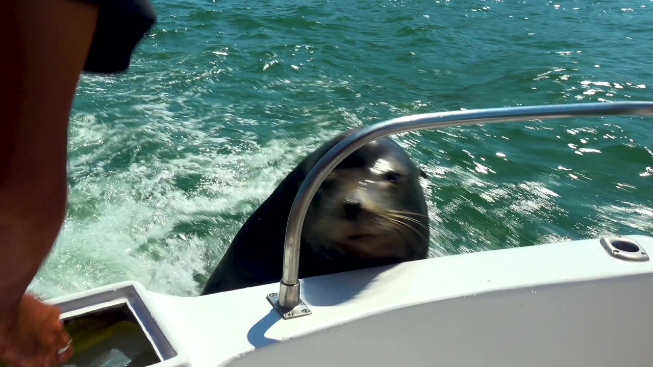 A seal rises behind the curved metal rail in Cabo San Lucas, Mexico, while a partial arm and hand appear at left and sunlit water fills the background.