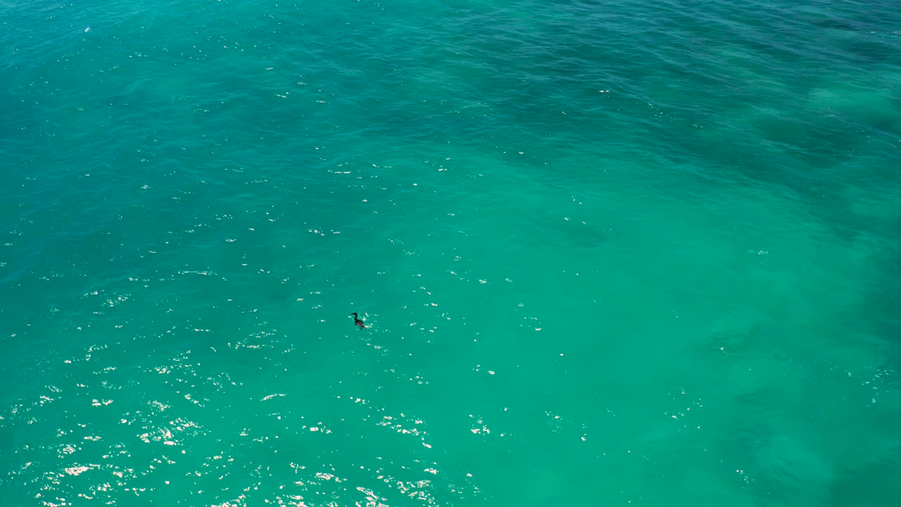 Tiny dark bird over bright turquoise ocean water.