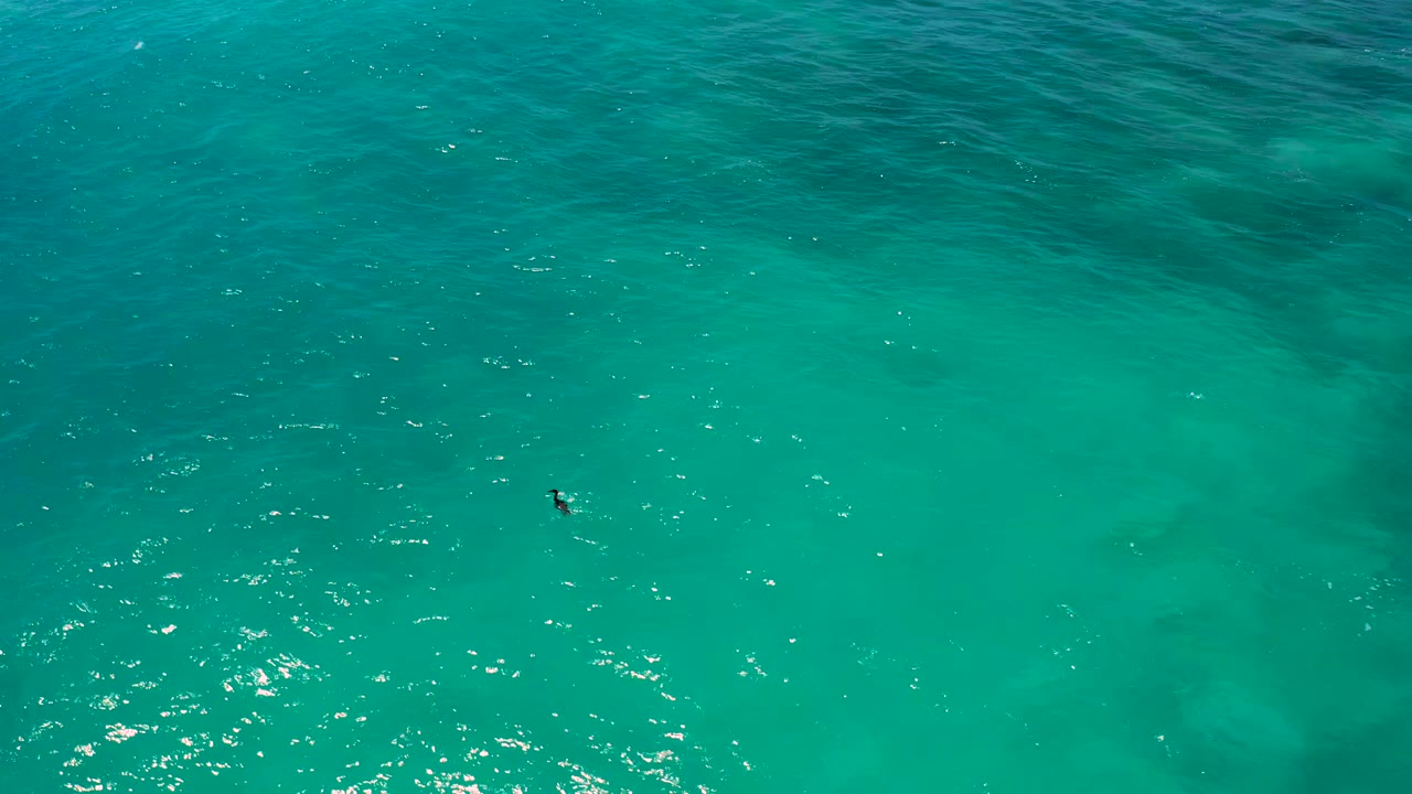 The bird sits farther into the frame over blue-green ocean water in El Cardoncito, with bright reflected light near the lower left and no visible people.