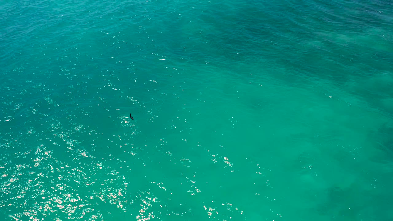 The bird appears near the left portion of the El Cardoncito ocean frame, above a wide turquoise surface with stronger sparkle in the lower left, no visible people.