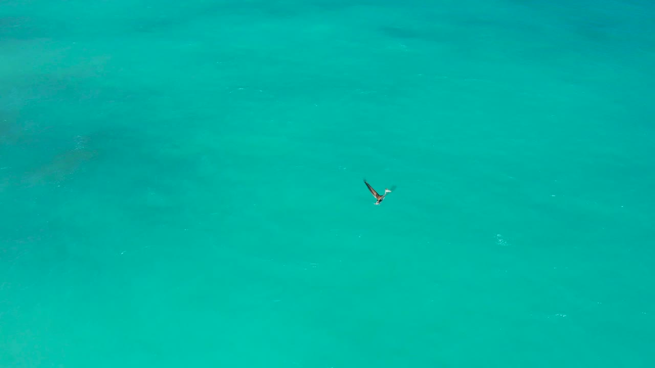 The waterbird appears lower in the frame with wings extended above clear turquoise ocean in El Cardoncito, and no people or shoreline are visible.