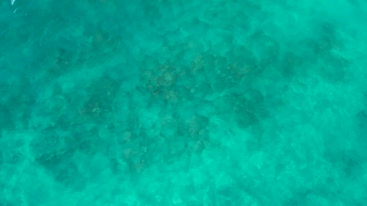 Straight-down view of clear turquoise water at El Cardoncito, Baja California Sur, with darker seabed patches and a small fish near the upper right, no visible people.