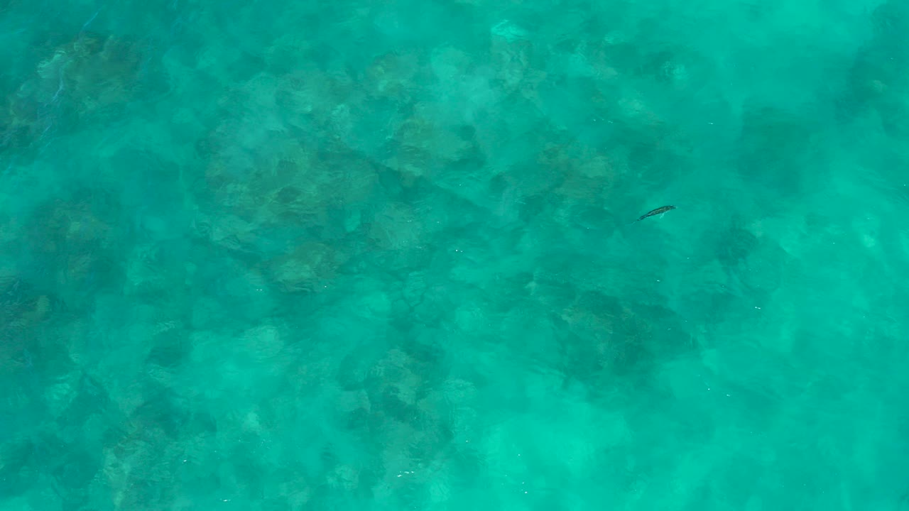 Top-down view of turquoise water at El Cardoncito with darker submerged rock patches, a small dark fish near the upper center, and no visible people.