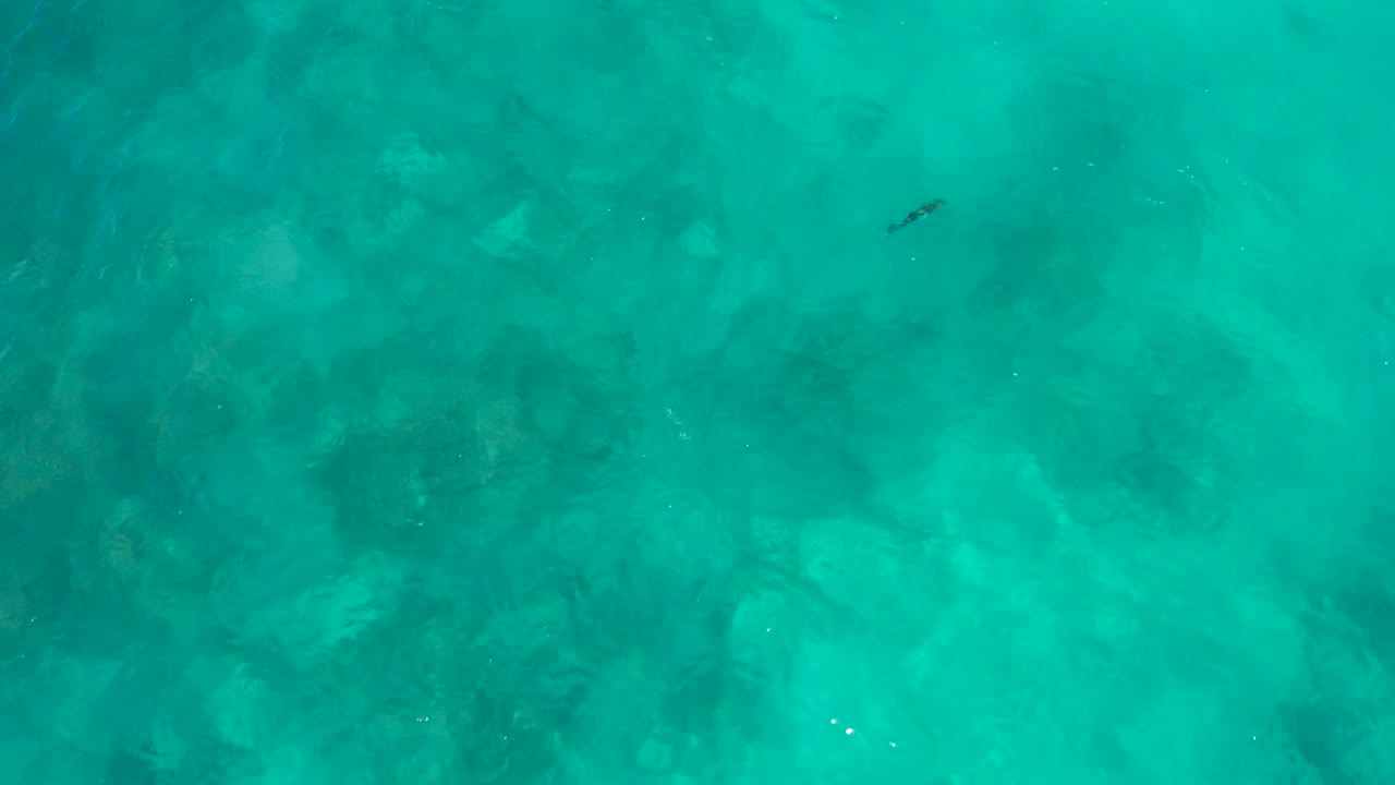 Turquoise shallow water with dark submerged patches and a tiny fish near the upper area.