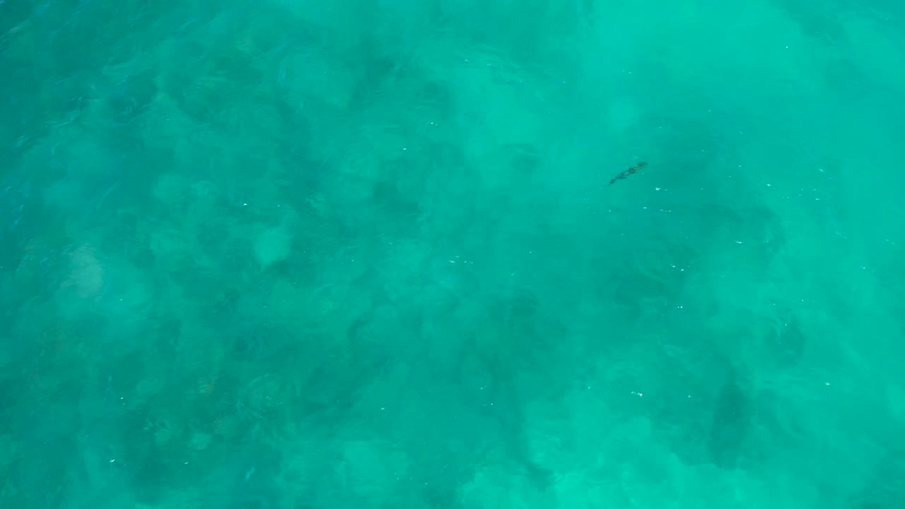 Top-down turquoise water at El Cardoncito shows a tiny fish toward the left side, darker underwater patches, and no visible people.