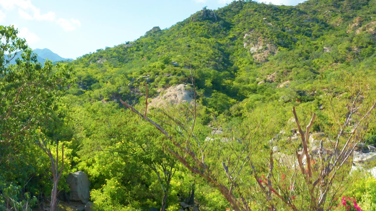 Opening view of a sunlit green hillside in La Palma, Baja California Sur, with dry branches in the foreground, pale rock faces on the slope, distant blue ridges, and no visible people.