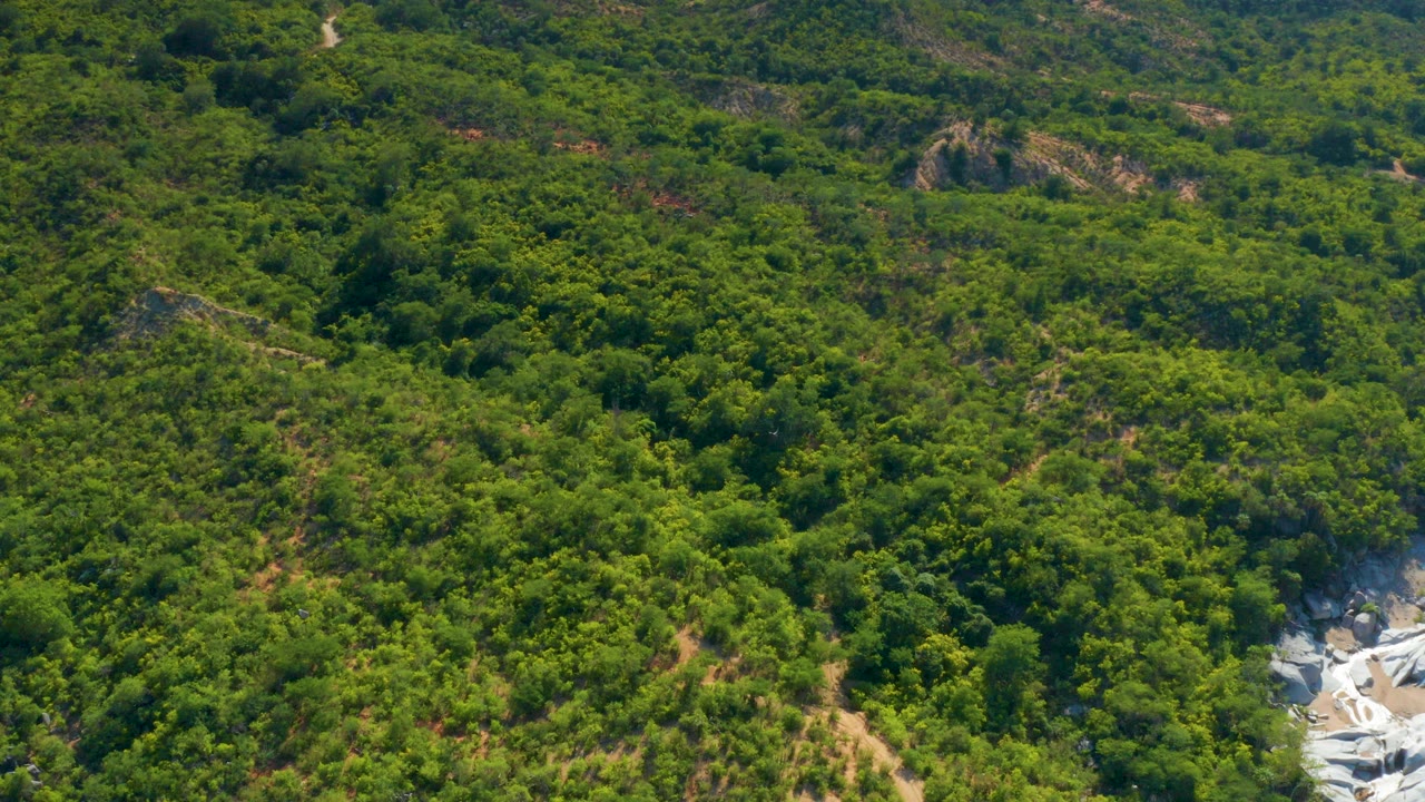 Aerial view of dense green hillside forest with a pale rocky wash.