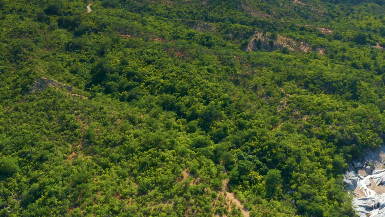 Elevated view of La Palma forest cover with the pale stone wash sitting closer to the lower edge and no visible people.