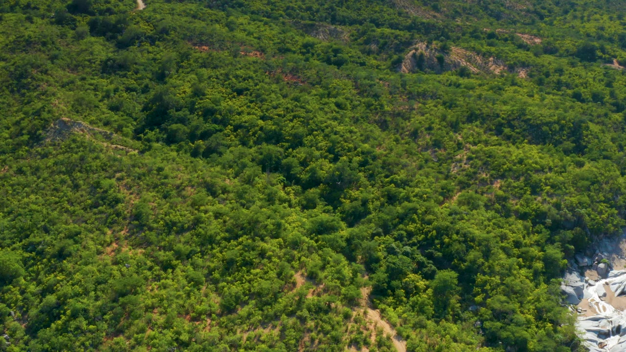 Aerial frame from La Palma showing dense green hillside growth, tan footpath-like tracks, and a bright rocky drainage line with no visible people.