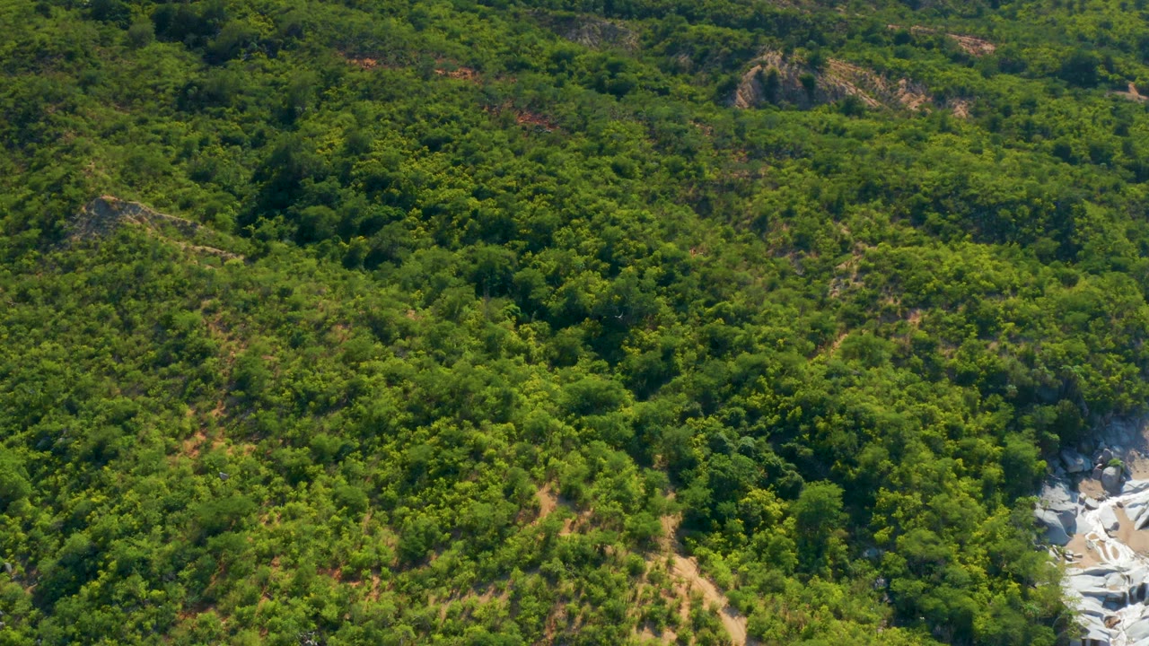 Wide aerial view of La Palma hillside forest, where layered green canopy fills the frame and the rocky wash is partly visible at the right edge, with no visible people.