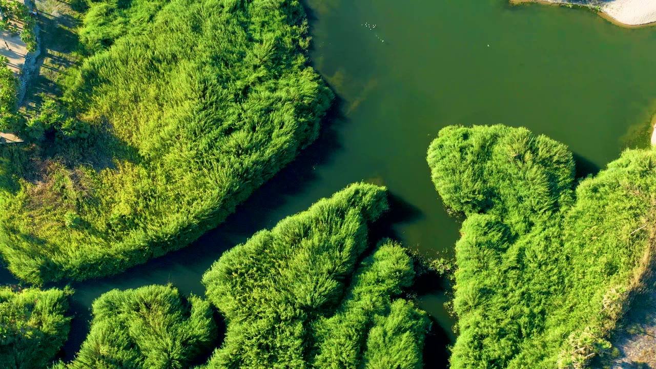 Overhead aerial frame from Todos Santos, Baja California Sur, showing dense green vegetation curving around calm dark water with a small sandy edge and no visible people.