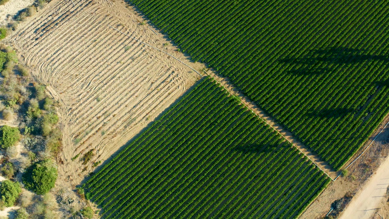 Aerial view over Todos Santos fields where diagonal green crop rows fill most of the frame and a pale tilled section sits along the upper left edge, with no visible people.