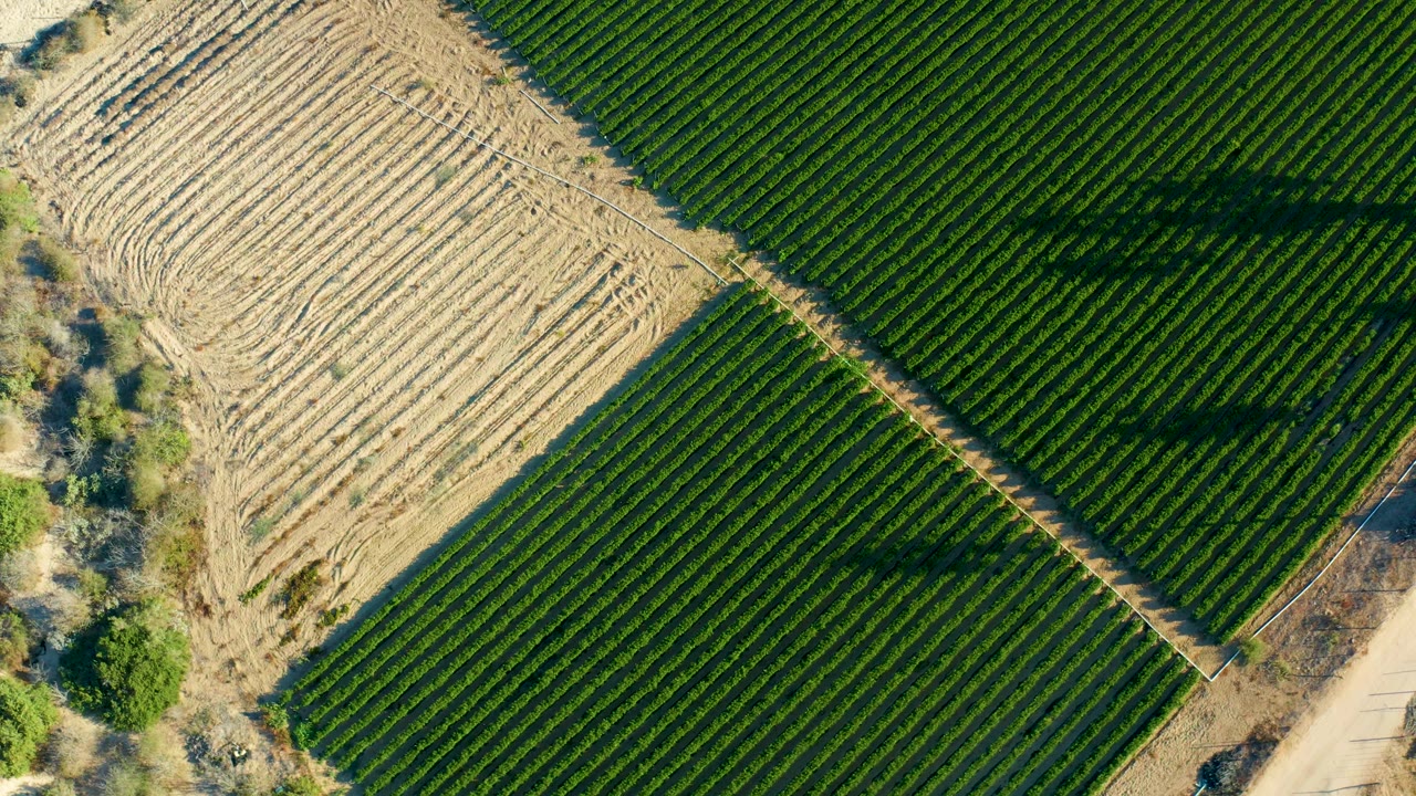 Overhead Todos Santos farmland frame with a large green cultivated block, a tan plowed section crossing the upper left, dirt margins, and no visible people.