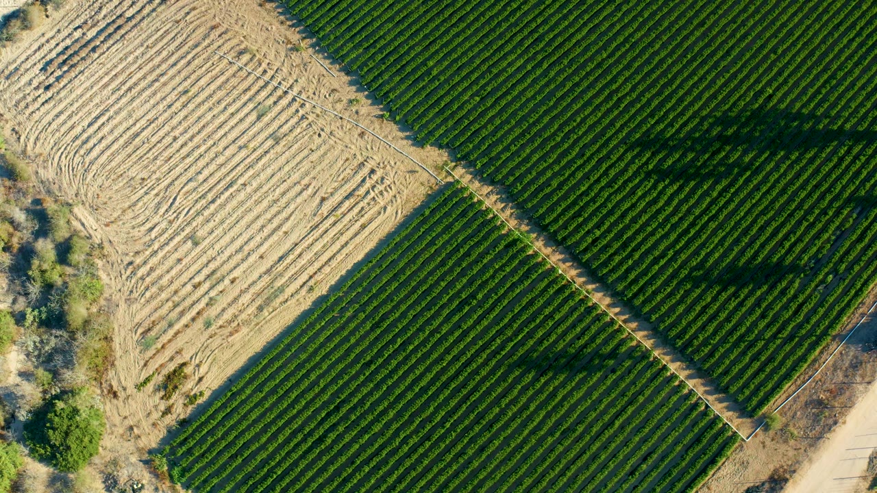 Straight-down aerial frame in Todos Santos with the tan tilled field occupying more of the left side, green crop rows to the right and lower frame, and no visible people.