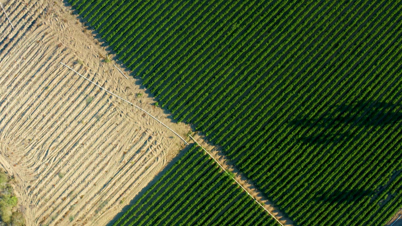 Overhead green crop rows beside pale tilled field