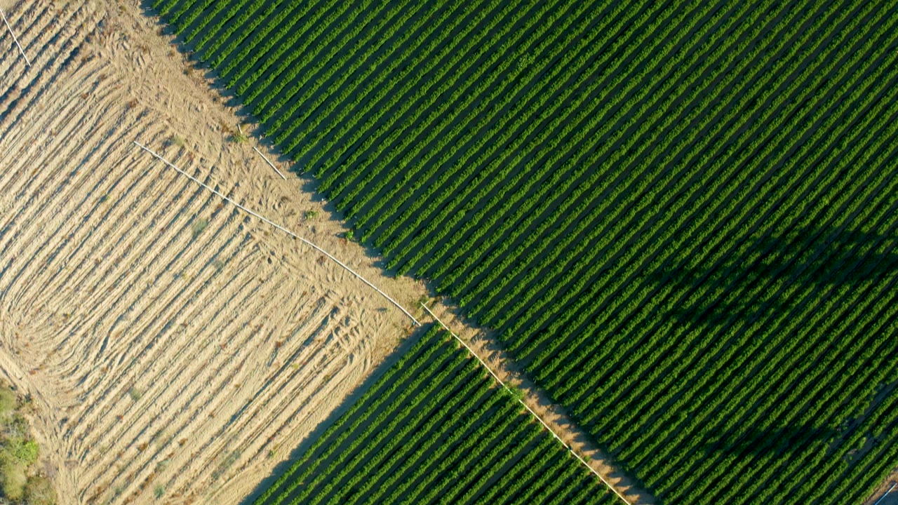 Aerial frame over Todos Santos farmland with dense green rows, a triangular pale tilled section, a narrow dirt boundary, and no visible people.