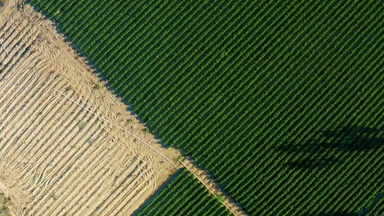 Top-down Todos Santos agricultural field with diagonal green rows, light brown tilled soil, a thin dirt track, and no visible people.