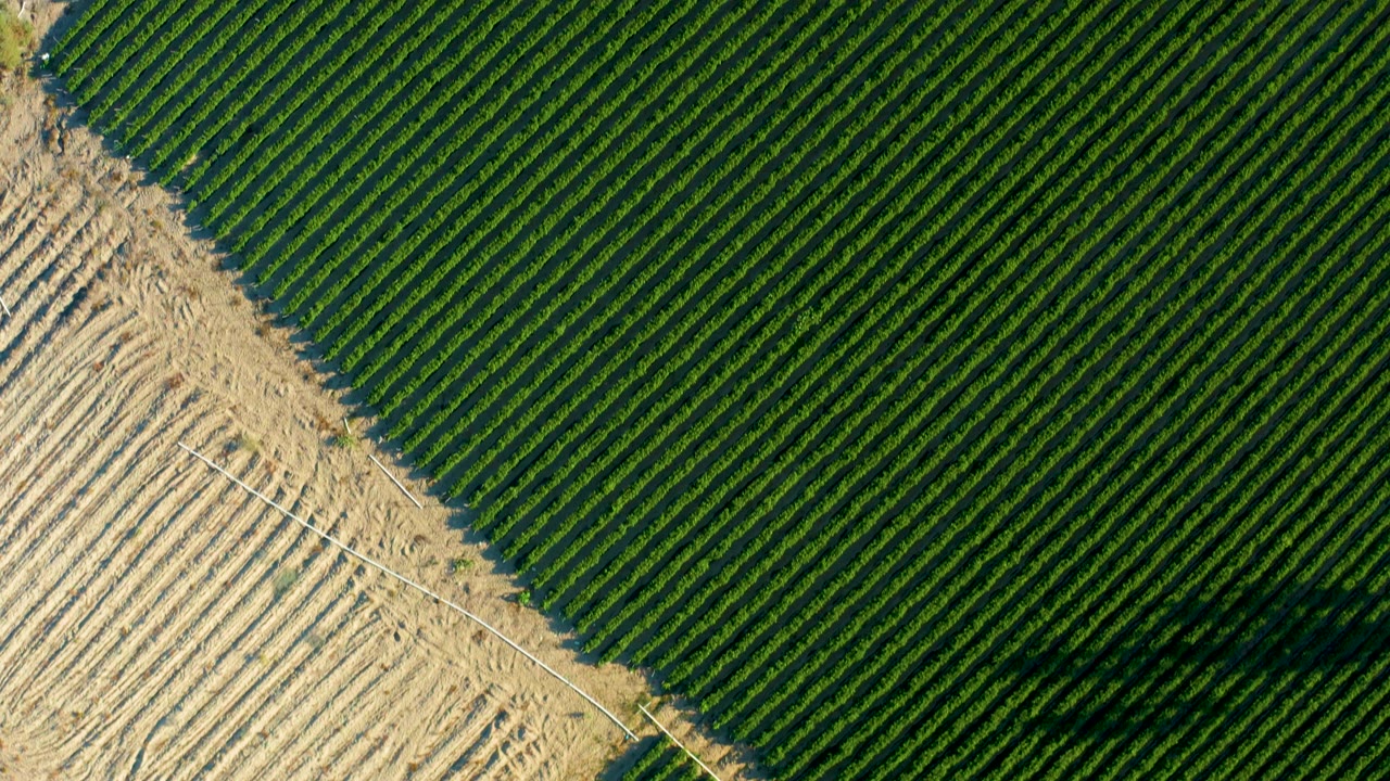 Overhead view in Todos Santos with green crop rows dominating the frame, a pale tilled strip along the left, a diagonal field line, and no visible people.