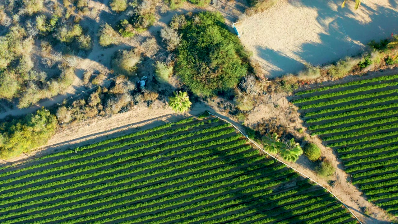 Overhead aerial frame in Todos Santos, Baja California Sur showing green crop rows at the lower left, a pale dirt path, dry shrubs, sandy patches, and no visible people.