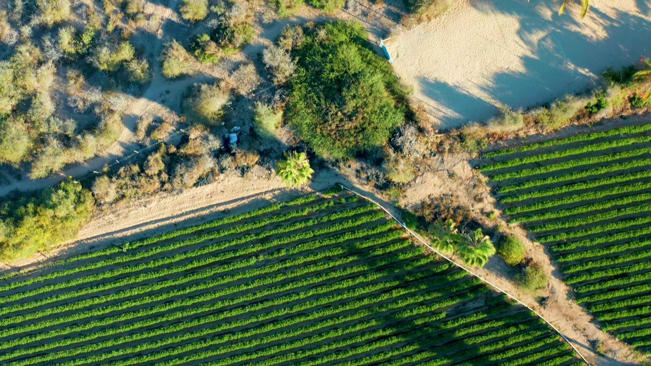 Overhead Todos Santos aerial with parallel green rows across the lower frame, scrubby dry vegetation above, a sandy clearing, palm trees near the upper right, and no visible people.