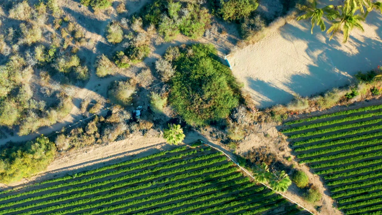 Todos Santos aerial frame with the field rows filling the lower half, a curved dirt path along the edge, scattered bushes, pale sand areas, and no visible people.