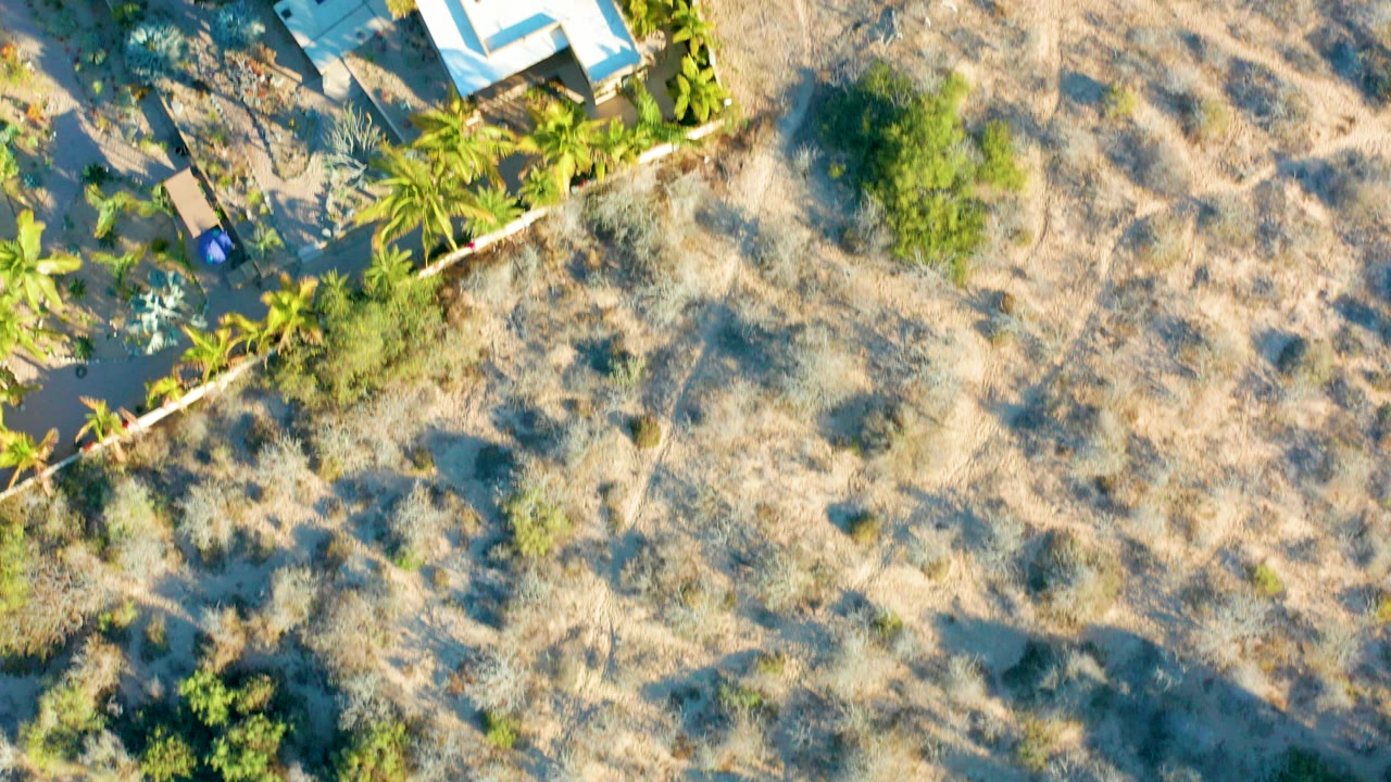 Overhead aerial frame in Todos Santos, Baja California Sur showing a dry scrub field bordered by palm trees and partial white rooftops, with no visible people.