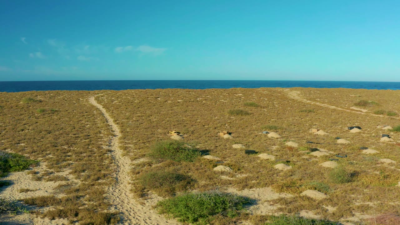 Small animals continue across the sparse Todos Santos dunes near a pale footpath, with scrubby grass in the foreground, the ocean in the background, and no visible people.