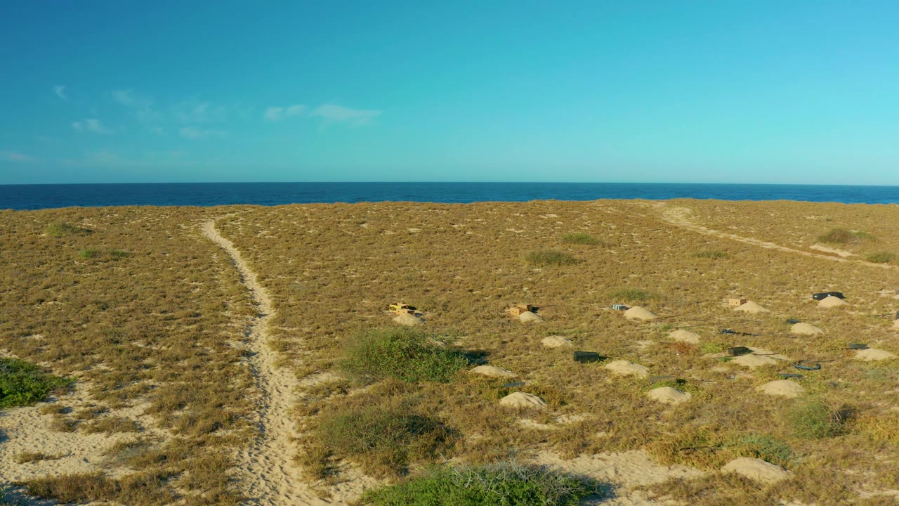The animals remain small against the dry dune field in Todos Santos, with scattered shrubs, patches of exposed sand, a blue ocean band, and no visible people.