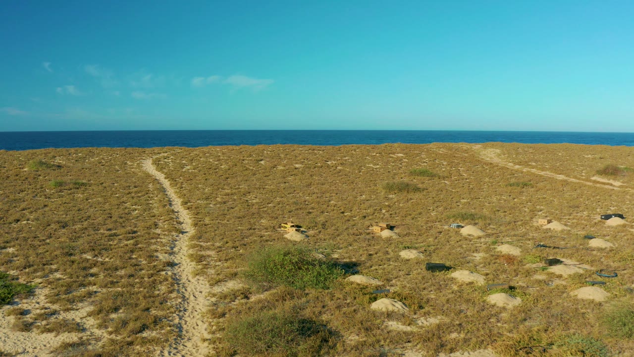 A sandy path cuts through the Todos Santos dunes as small animals move through the grass and scrub, with strong daylight, ocean behind, and no visible people.