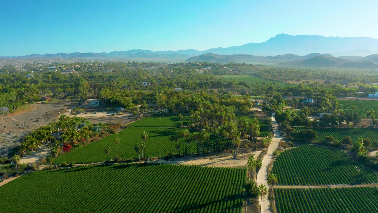 Aerial view over Todos Santos farmland with green crop rows in the foreground, a pale dirt path through trees, hazy mountains on the horizon, and no visible people.