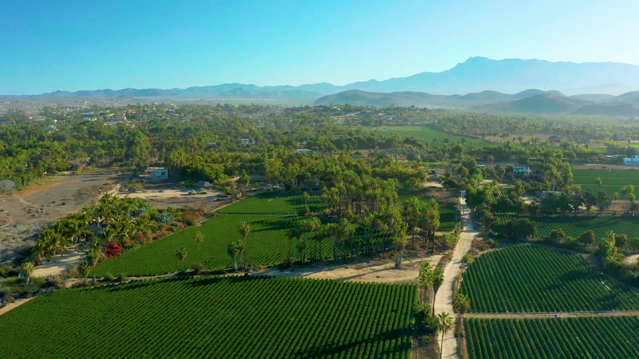 Wide drone-like view of Todos Santos agricultural fields, with dark green rows below, palms and small buildings in the middle distance, and no visible people.