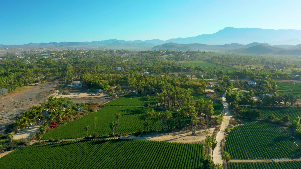 Aerial frame over Todos Santos fields where the green rows curve across the lower edge, sandy paths divide the trees, mountains sit in haze, and no visible people appear.