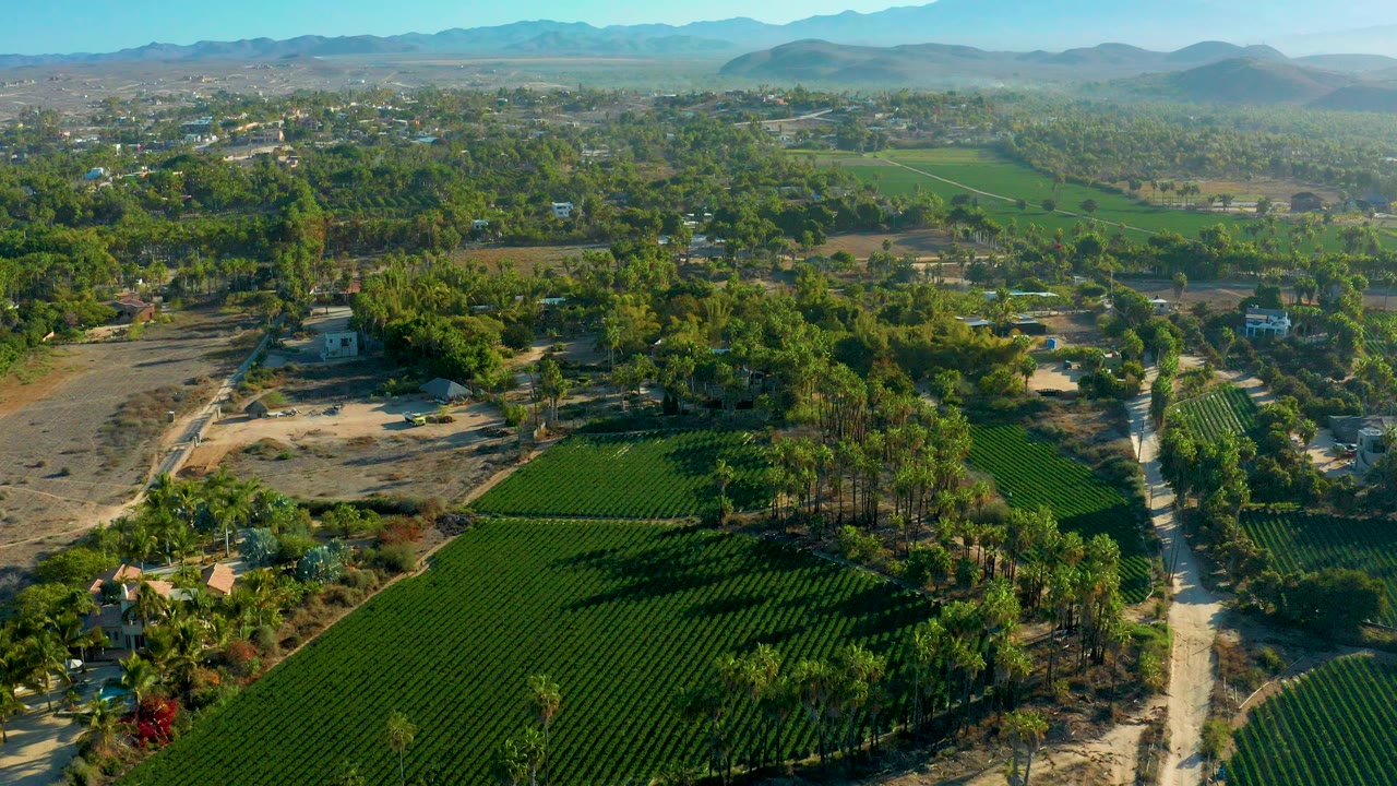 Aerial view over Todos Santos farmland with dark green crop rows in the foreground, scattered trees and buildings beyond, distant mountains, and no visible people.