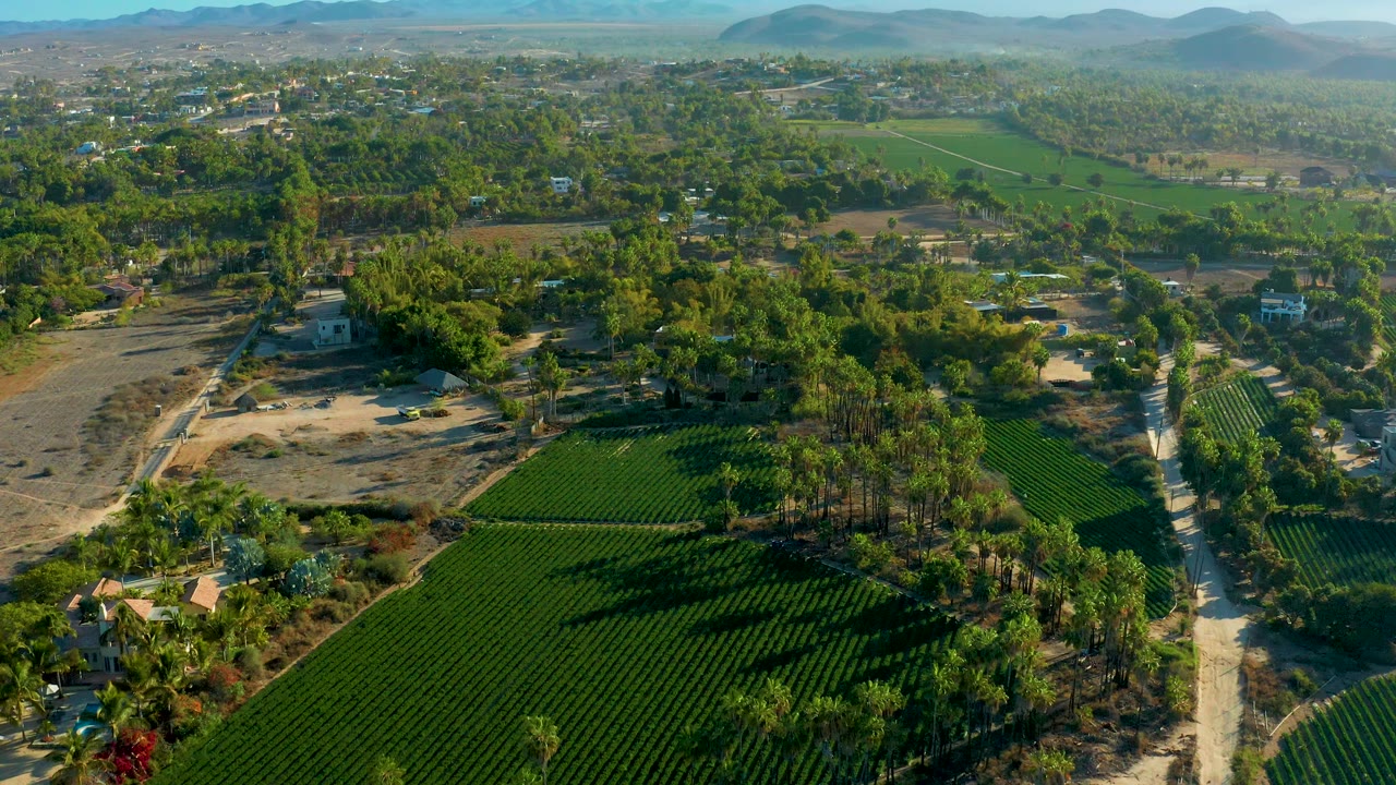Wide aerial view in Todos Santos with green rectangular fields across the lower frame, dense trees in the center, small buildings, mountains, and no visible people.