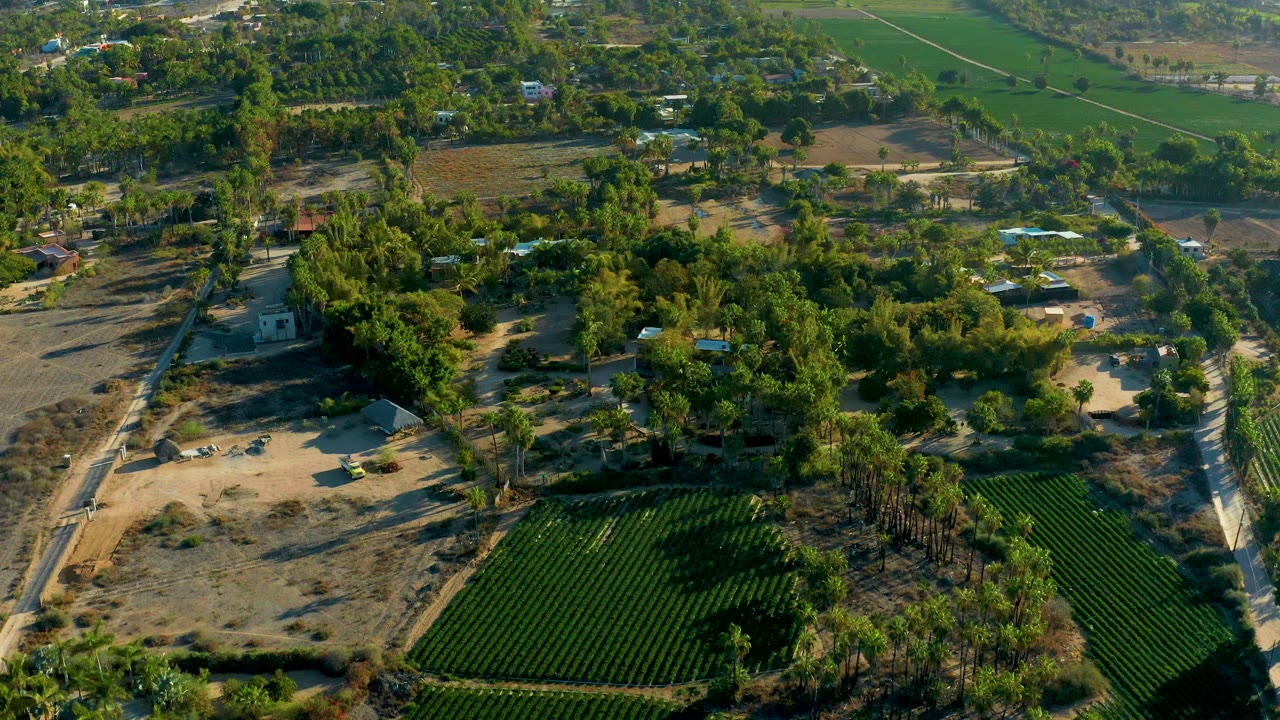 High drone frame over Todos Santos farmland with a dark green crop block at bottom, a narrow road along the right side, scattered homes among trees, and no visible people.