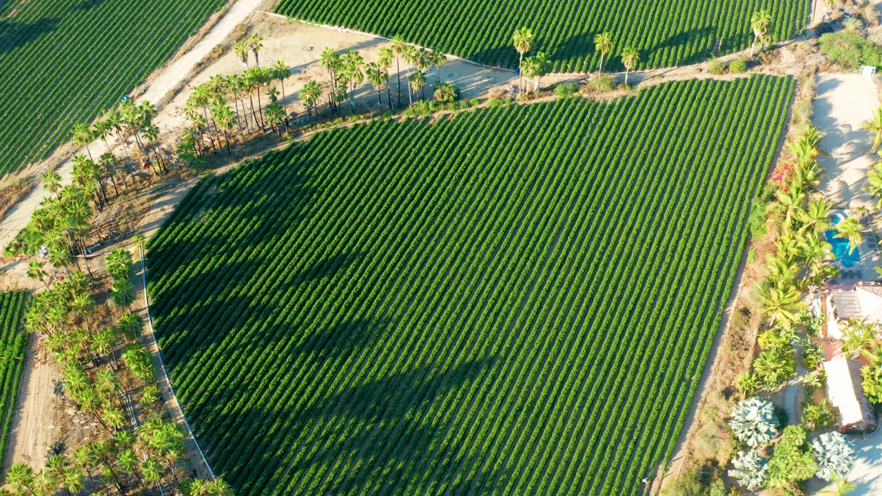 Aerial frame of the Todos Santos field with dense green rows, a curved dirt road at the top, palms along the right edge, and no visible people.