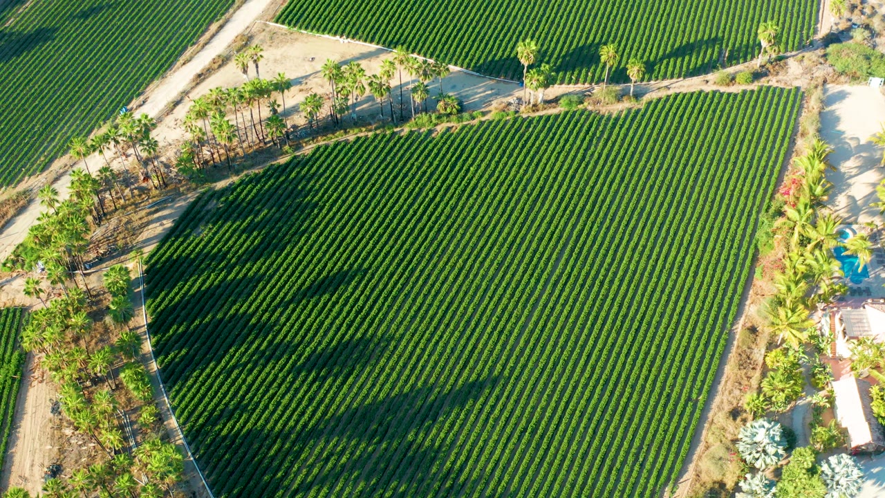Overhead shot of the Todos Santos field with a pale road cutting along the upper edge, palms beside the crops, deep green rows, and no visible people.
